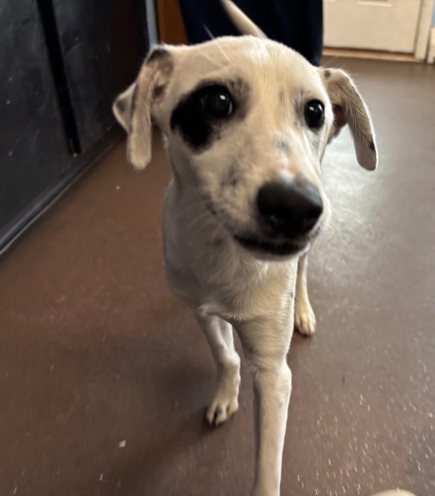 Spots, a Adoptable mixed breed in Port Jervis, NY image 3/4