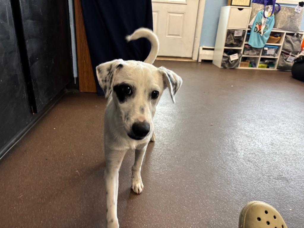Spots, a Adoptable mixed breed in Port Jervis, NY image 4/4