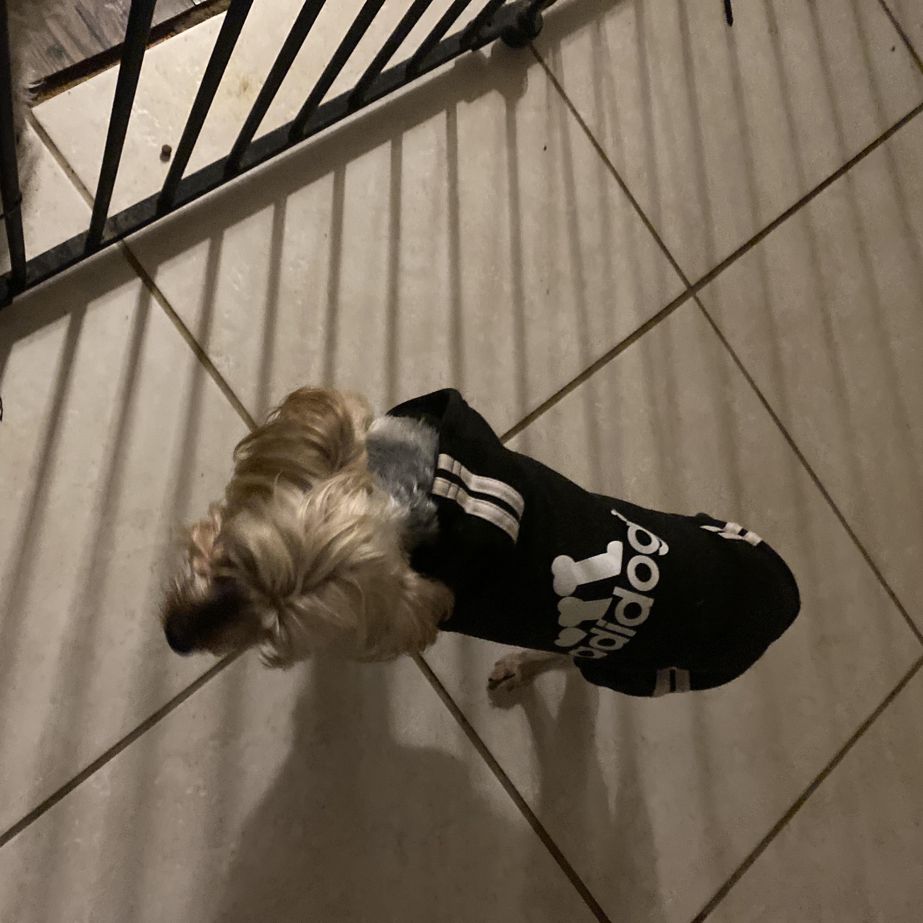 Penny, a ADOPTABLE Yorkshire Terrier in Moreno Valley, CA image 2/3