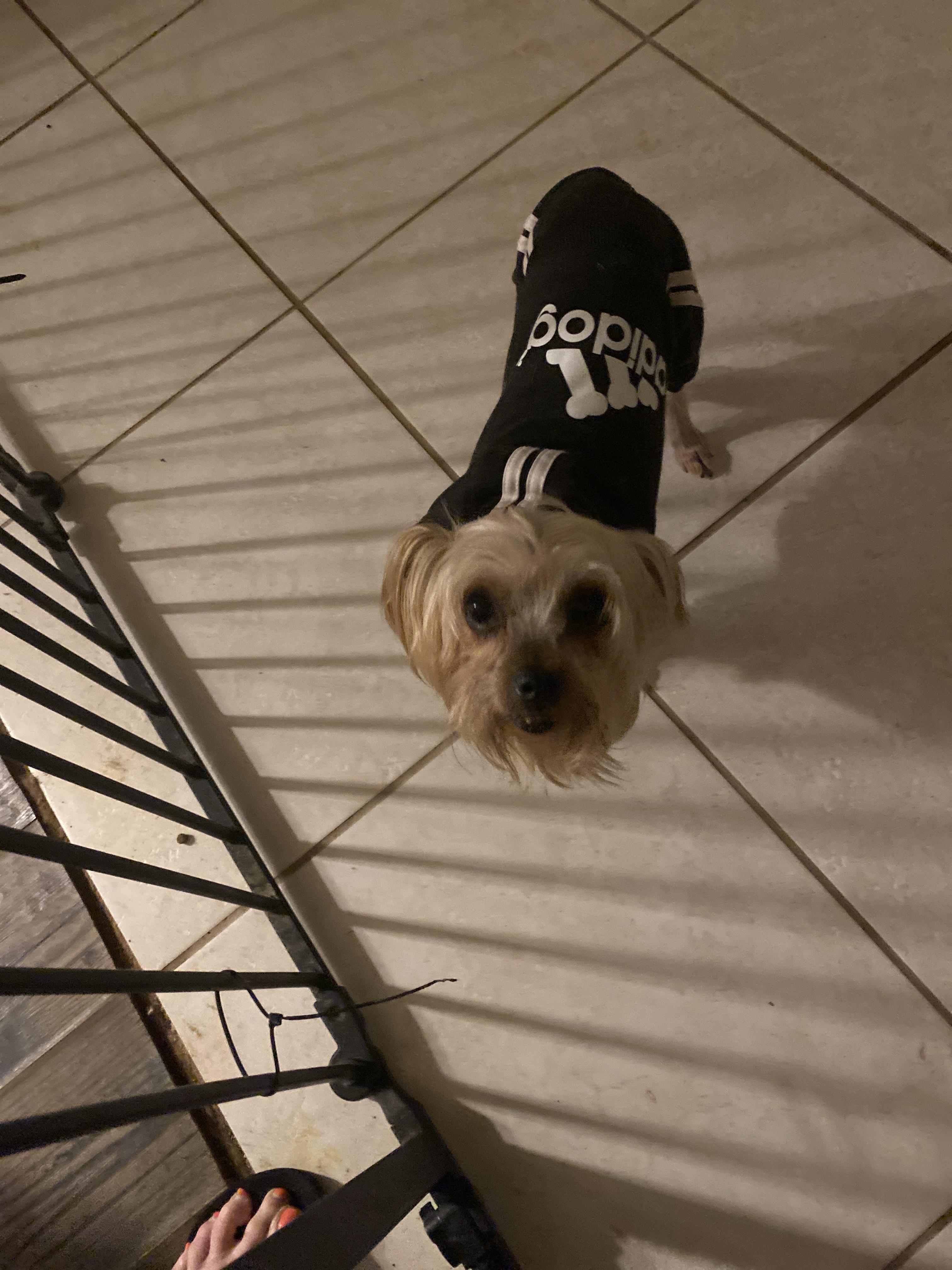 Penny, a ADOPTABLE Yorkshire Terrier in Moreno Valley, CA image 3/3