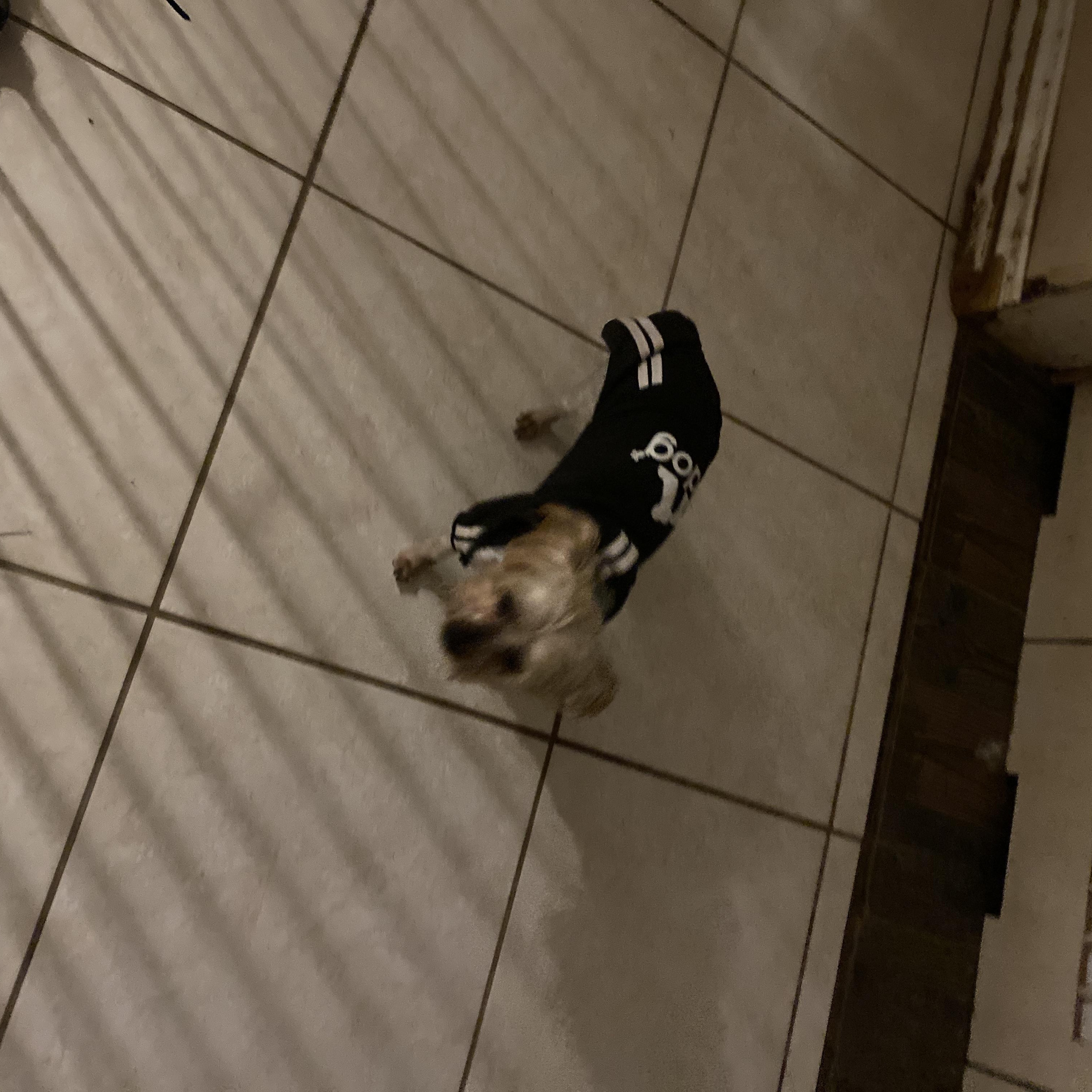 Penny, a ADOPTABLE Yorkshire Terrier in Moreno Valley, CA image 1/3