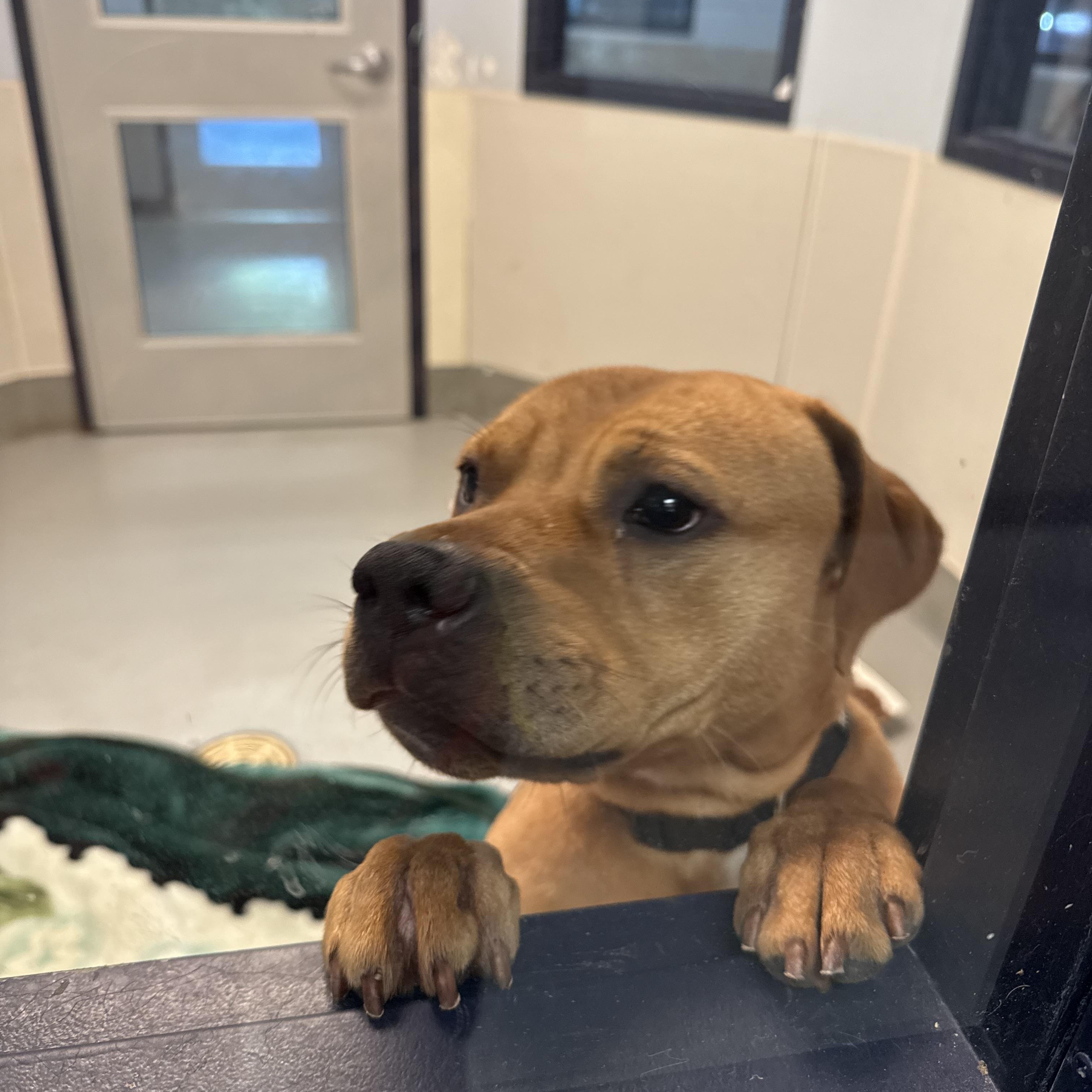 Rocko, Adoptable, Young Male American Staffordshire Terrier & Boxer.