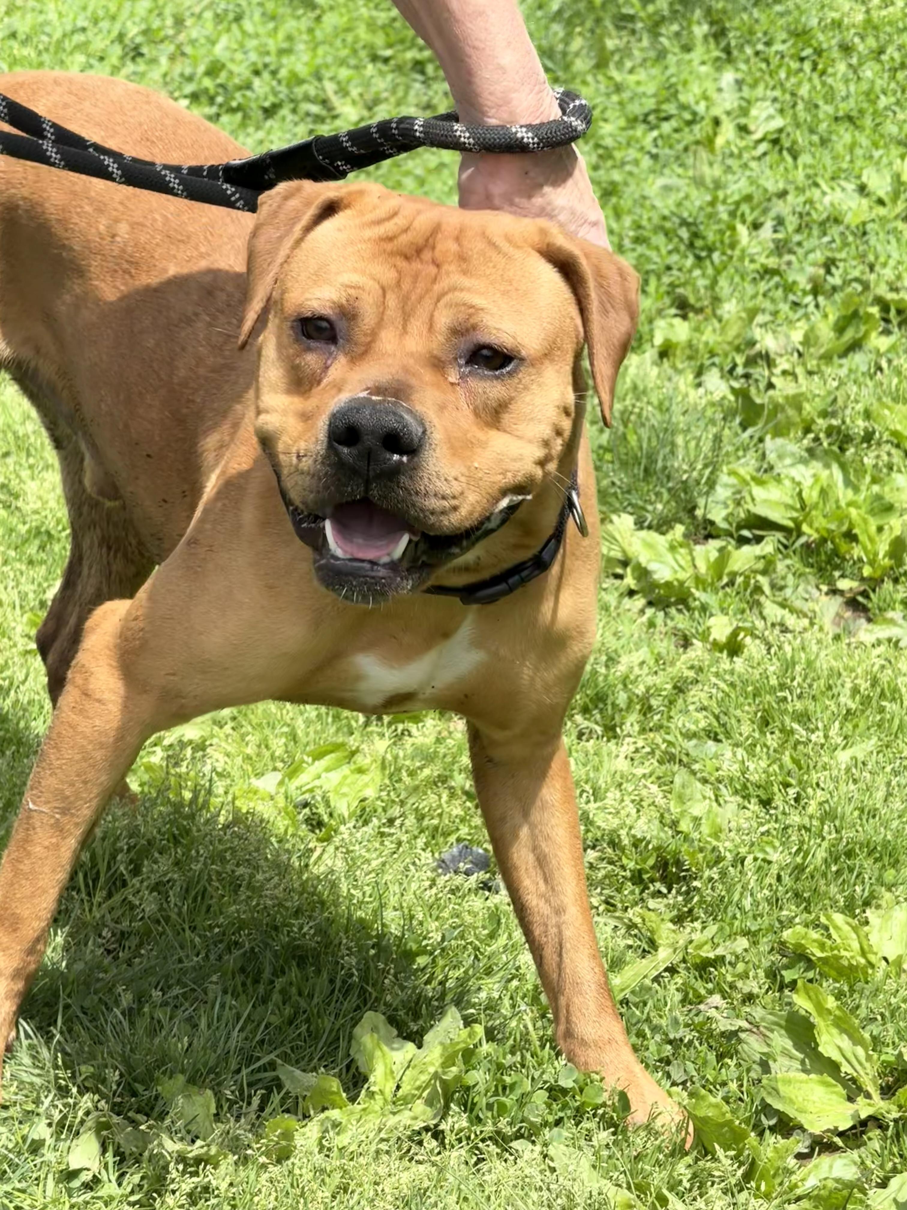 Rocko, a Adoptable mixed breed in Yonkers, NY image 6/6