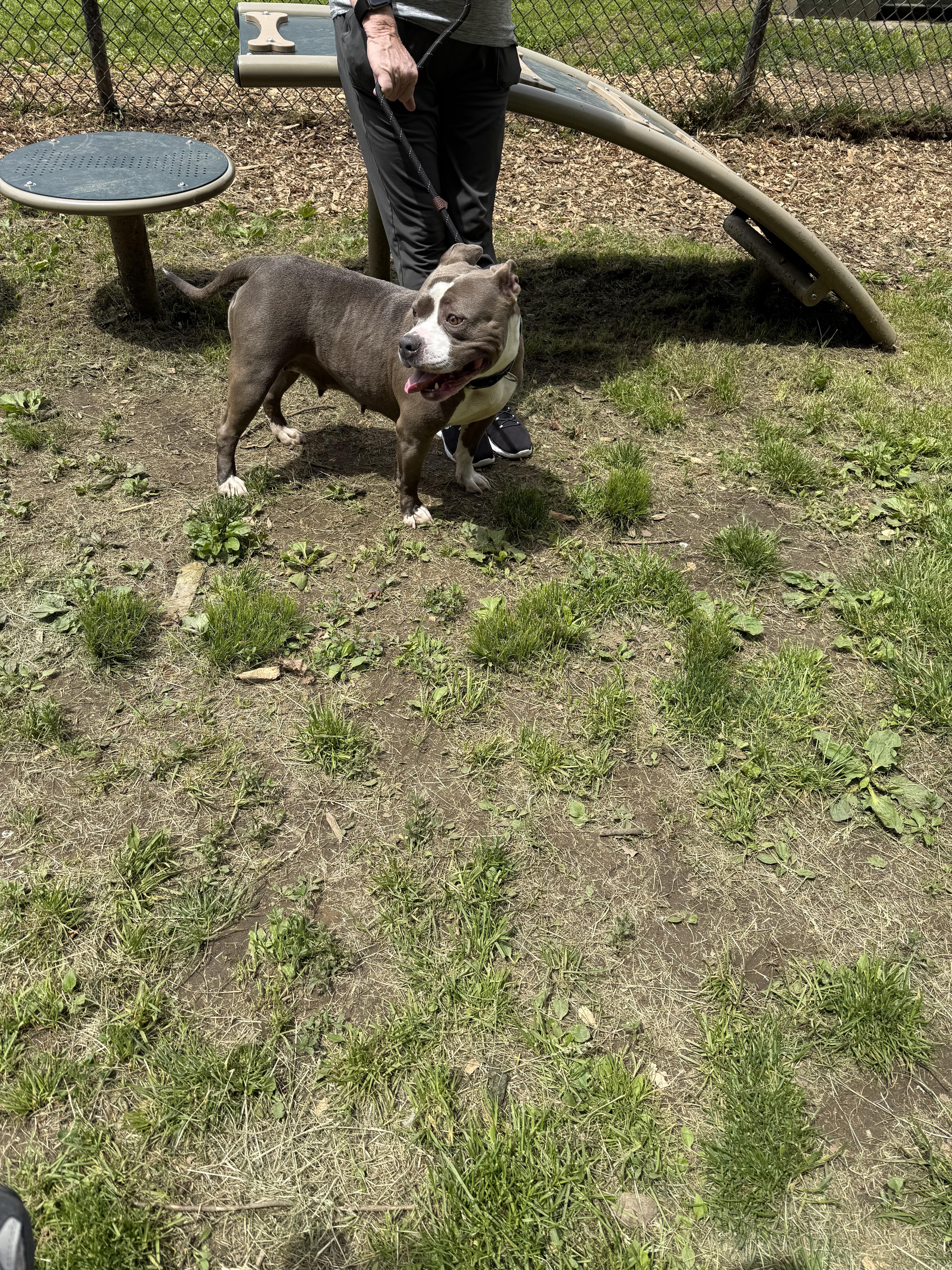 Rocko, a Adoptable mixed breed in Yonkers, NY image 2/6