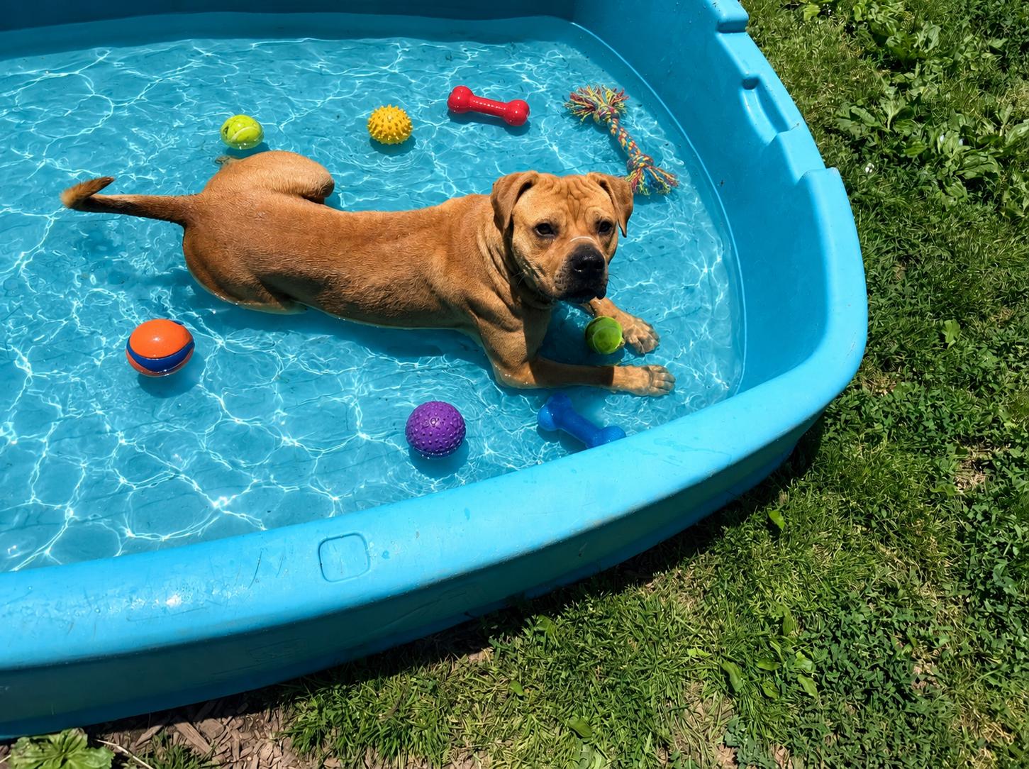 Rocko, a Adoptable mixed breed in Yonkers, NY image 4/6