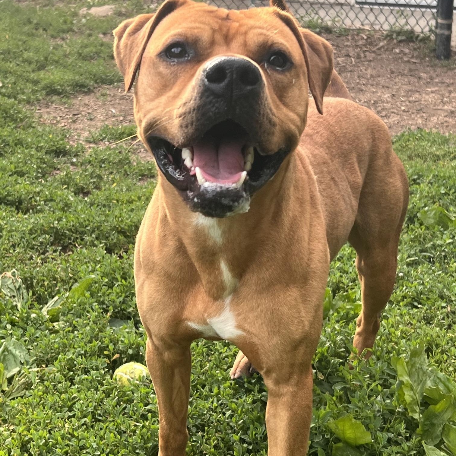 Rocko, Adoptable, Young Male American Staffordshire Terrier & Boxer.