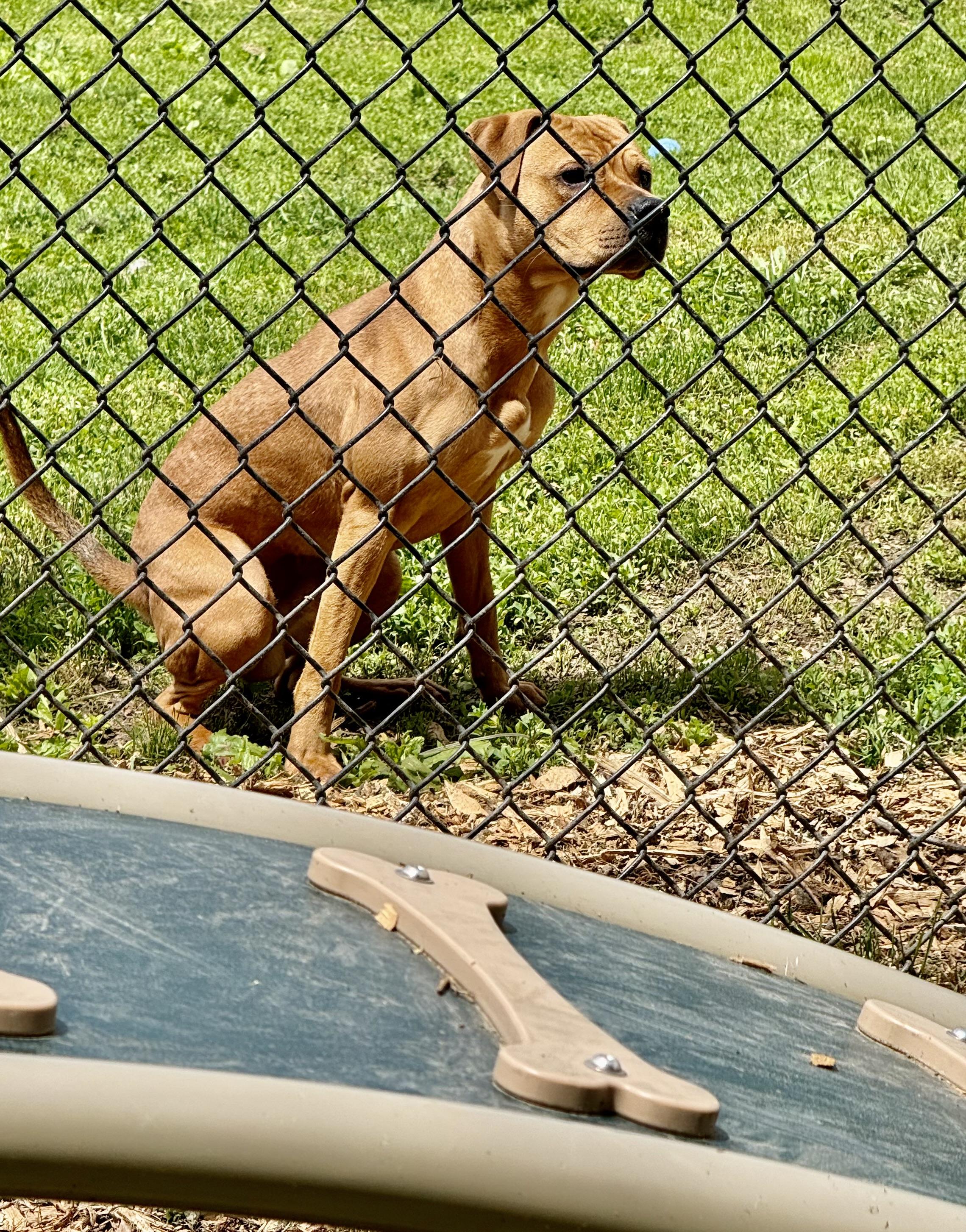 Rocko, a Adoptable mixed breed in Yonkers, NY image 3/6