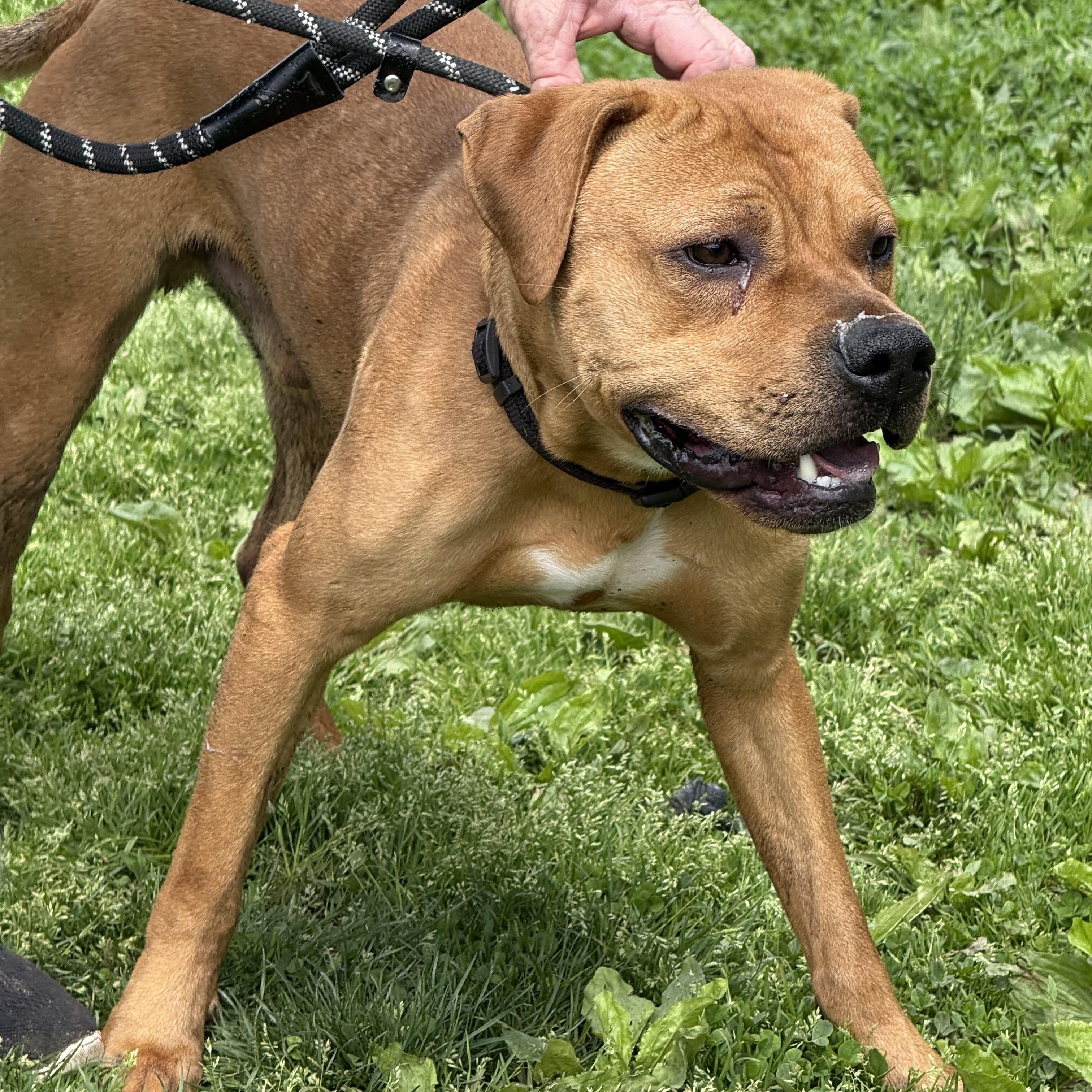 Rocko, a Adoptable mixed breed in Yonkers, NY image 5/6