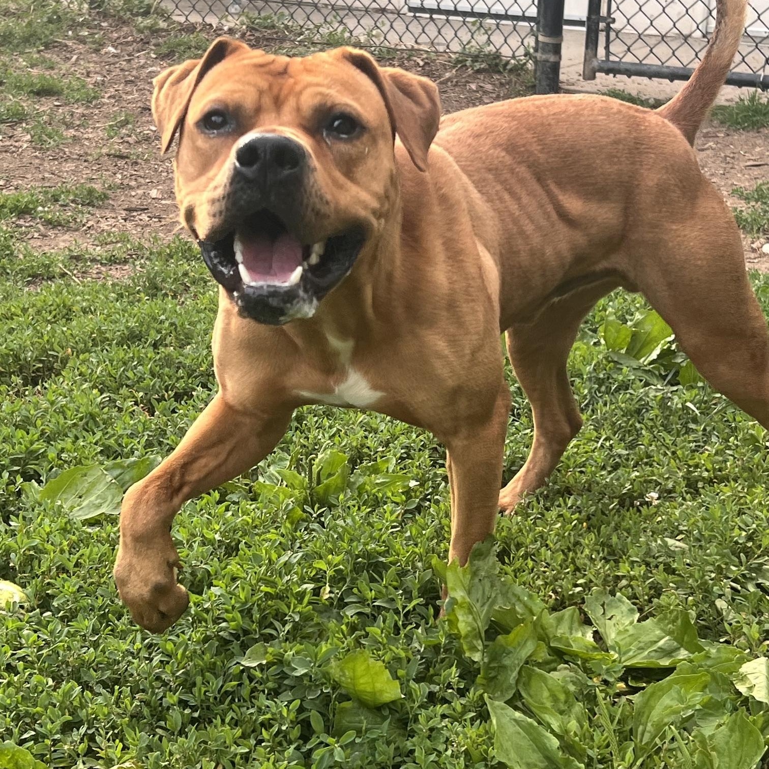 Rocko, a Adoptable mixed breed in Yonkers, NY image 5/6