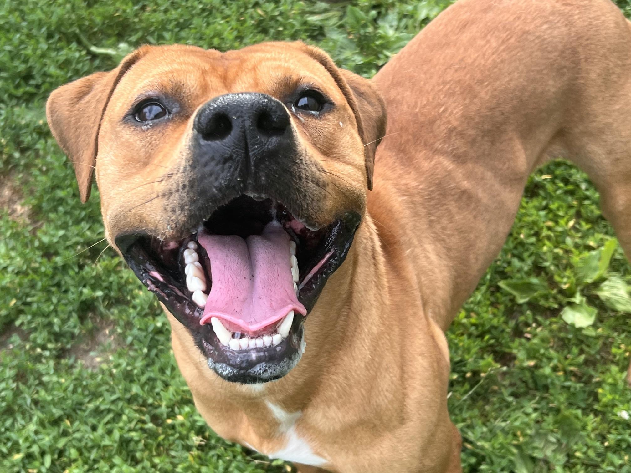 Rocko, a Adoptable mixed breed in Yonkers, NY image 6/6