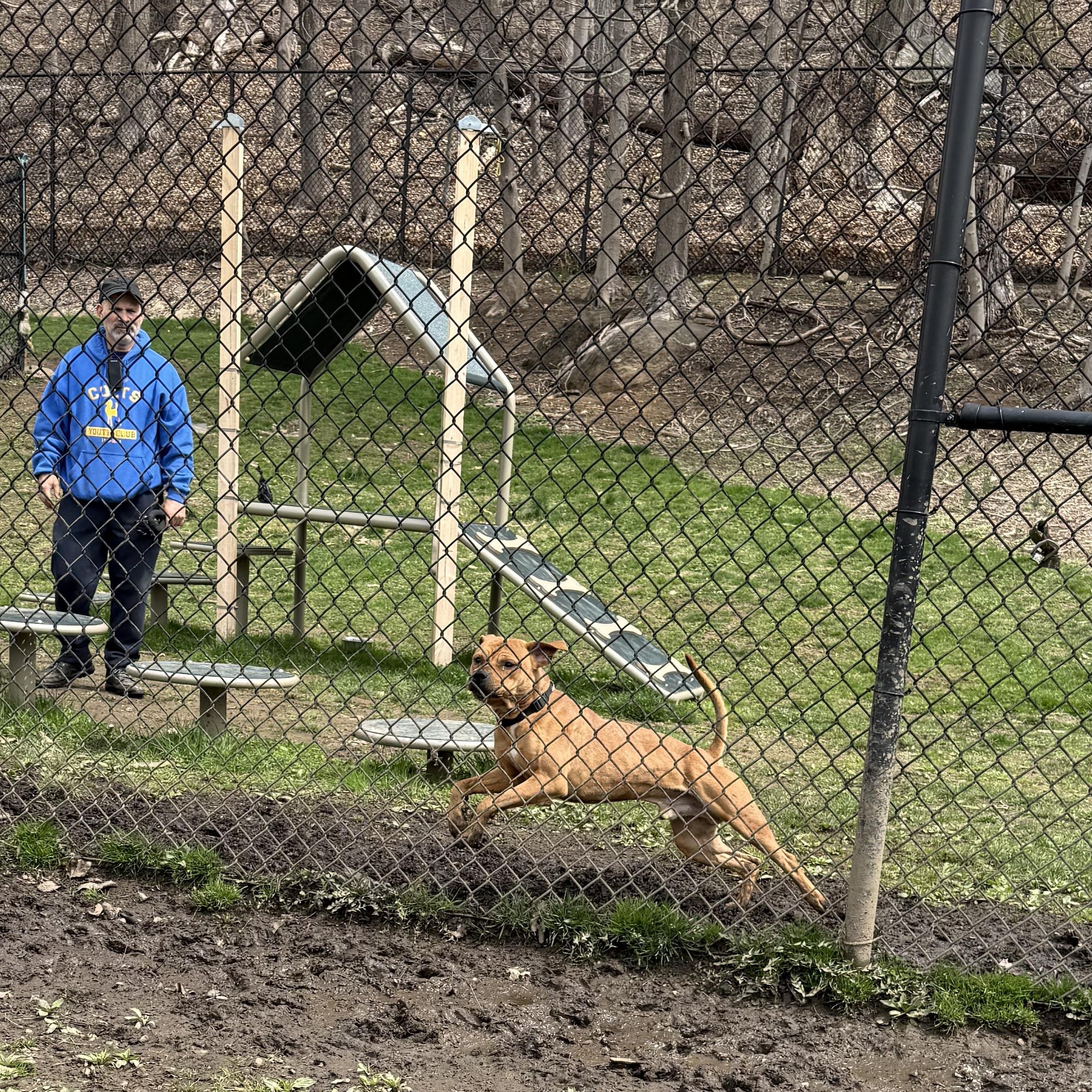 Rocko, a Adoptable mixed breed in Yonkers, NY image 4/6