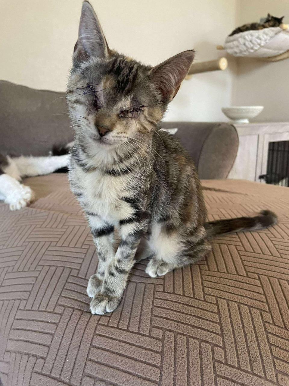 Ribbon, a Adoptable Domestic Short Hair in Hollister, CA image 1/5