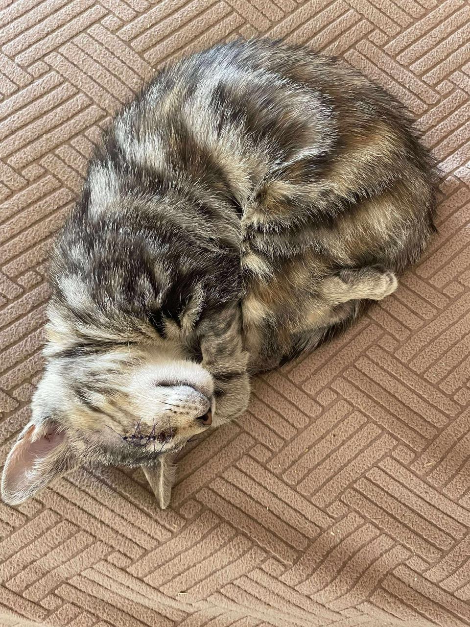 Ribbon, a Adoptable Domestic Short Hair in Hollister, CA image 5/5