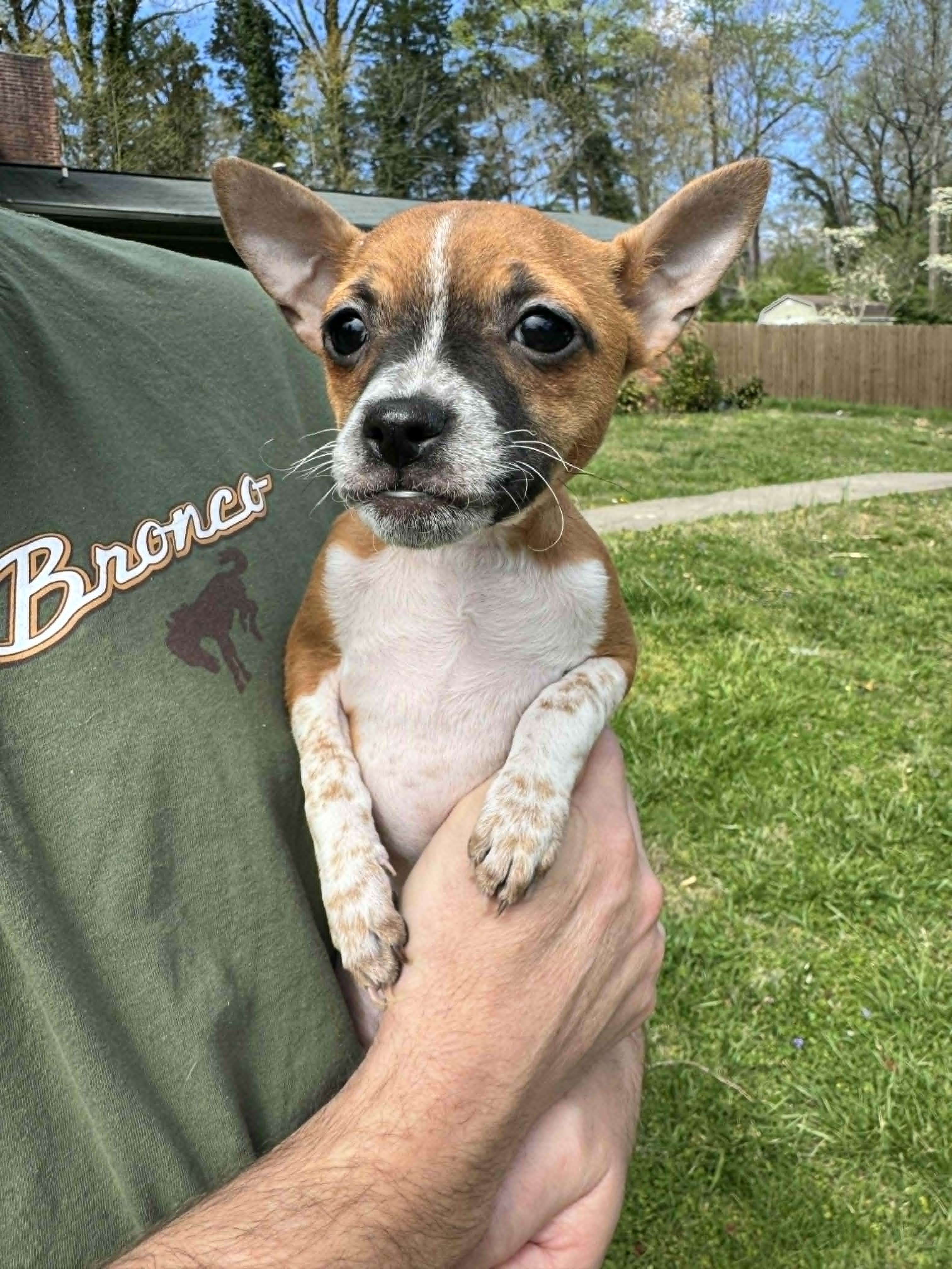 Enlarge Storm, an adopted mixed breed in Heiskell, TN image 1/4