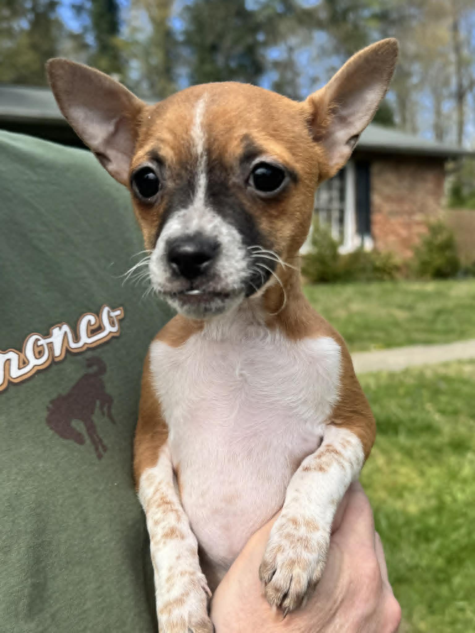 Enlarge Storm, an adopted mixed breed in Heiskell, TN image 2/4
