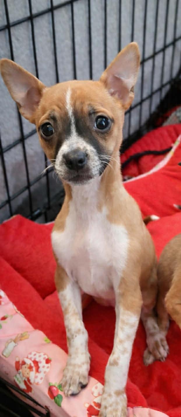 Enlarge Storm, an adopted mixed breed in Heiskell, TN image 4/4