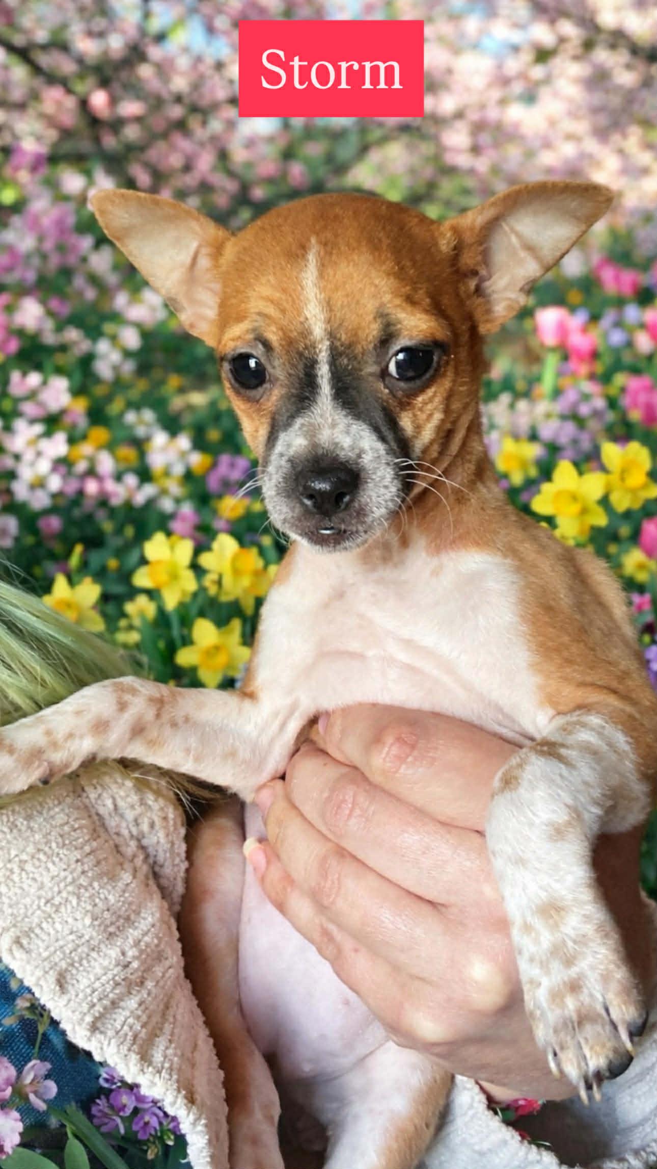 Enlarge Storm, an adopted mixed breed in Heiskell, TN image 3/4