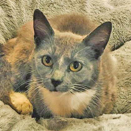 Pracilla, a Adoptable mixed breed in Portsmouth, OH image 1/3