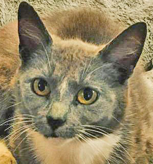 Pracilla, a Adoptable mixed breed in Portsmouth, OH image 3/3