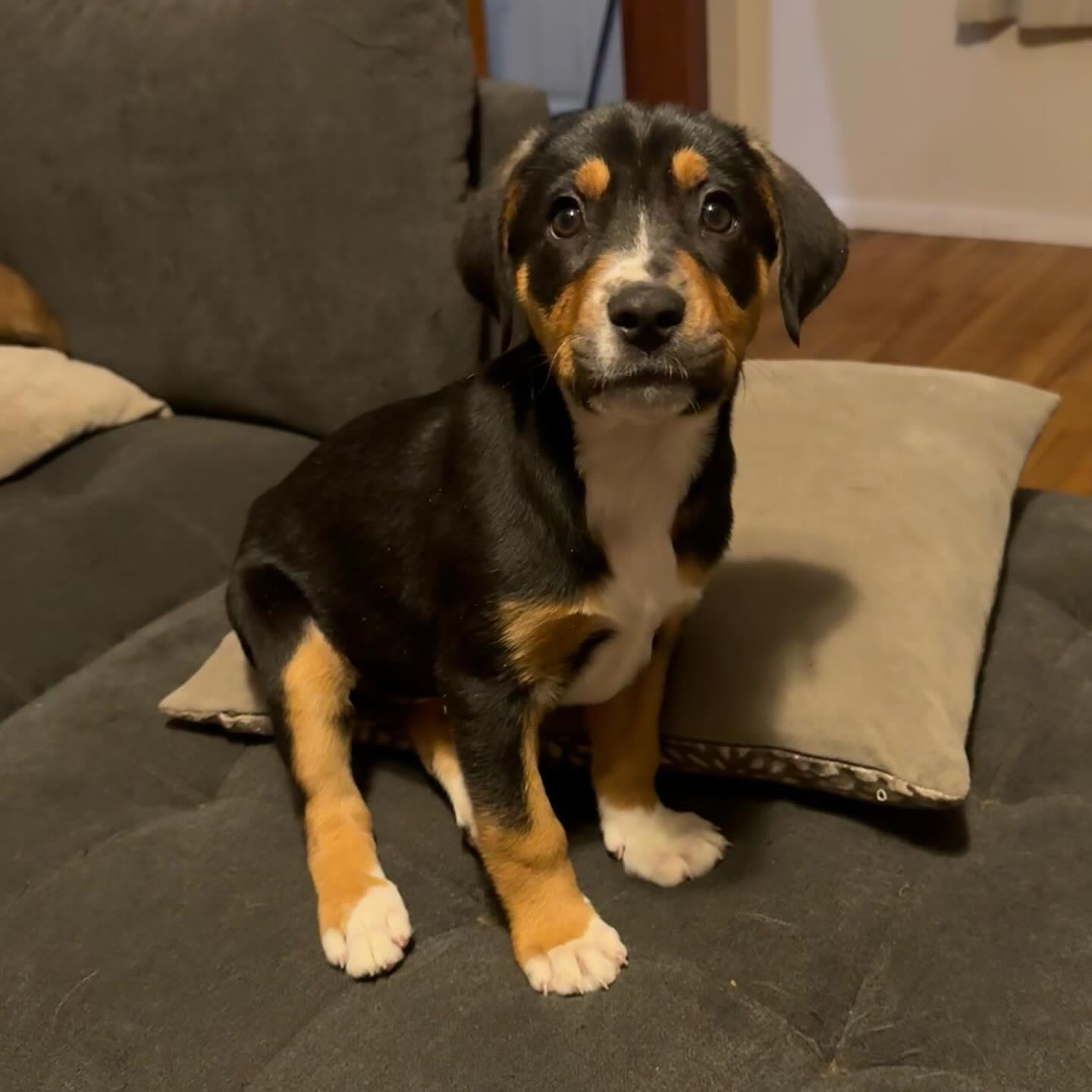 West, ADOPTABLE, Puppy Female Mixed Breed.