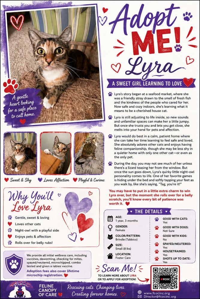 Lyra, Adoptable, Adult Female Domestic Short Hair.