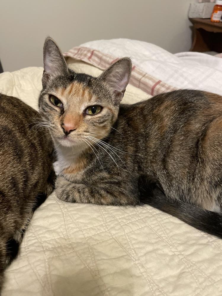 Lyra, Adoptable, Young Female Domestic Short Hair.