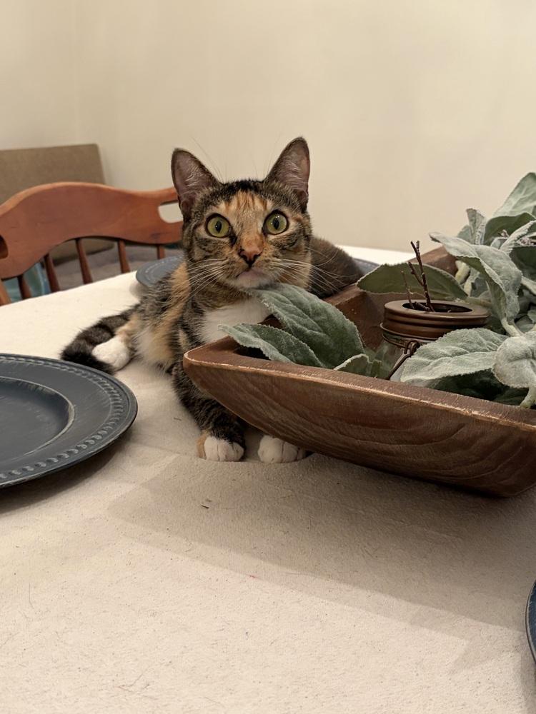 Enlarge Lyra, a Adoptable Domestic Short Hair in Saint Augustine, FL image 2/5