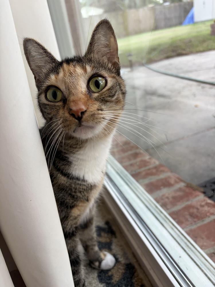 Enlarge Lyra, a Adoptable Domestic Short Hair in Saint Augustine, FL image 3/5