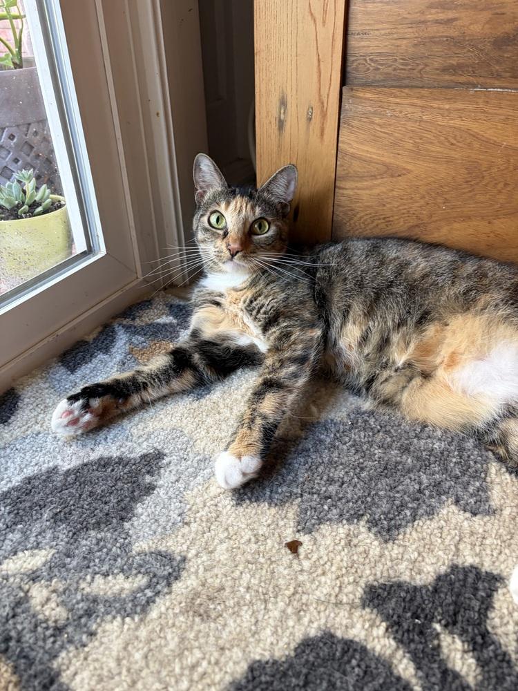 Enlarge Lyra, a Adoptable Domestic Short Hair in Saint Augustine, FL image 4/5