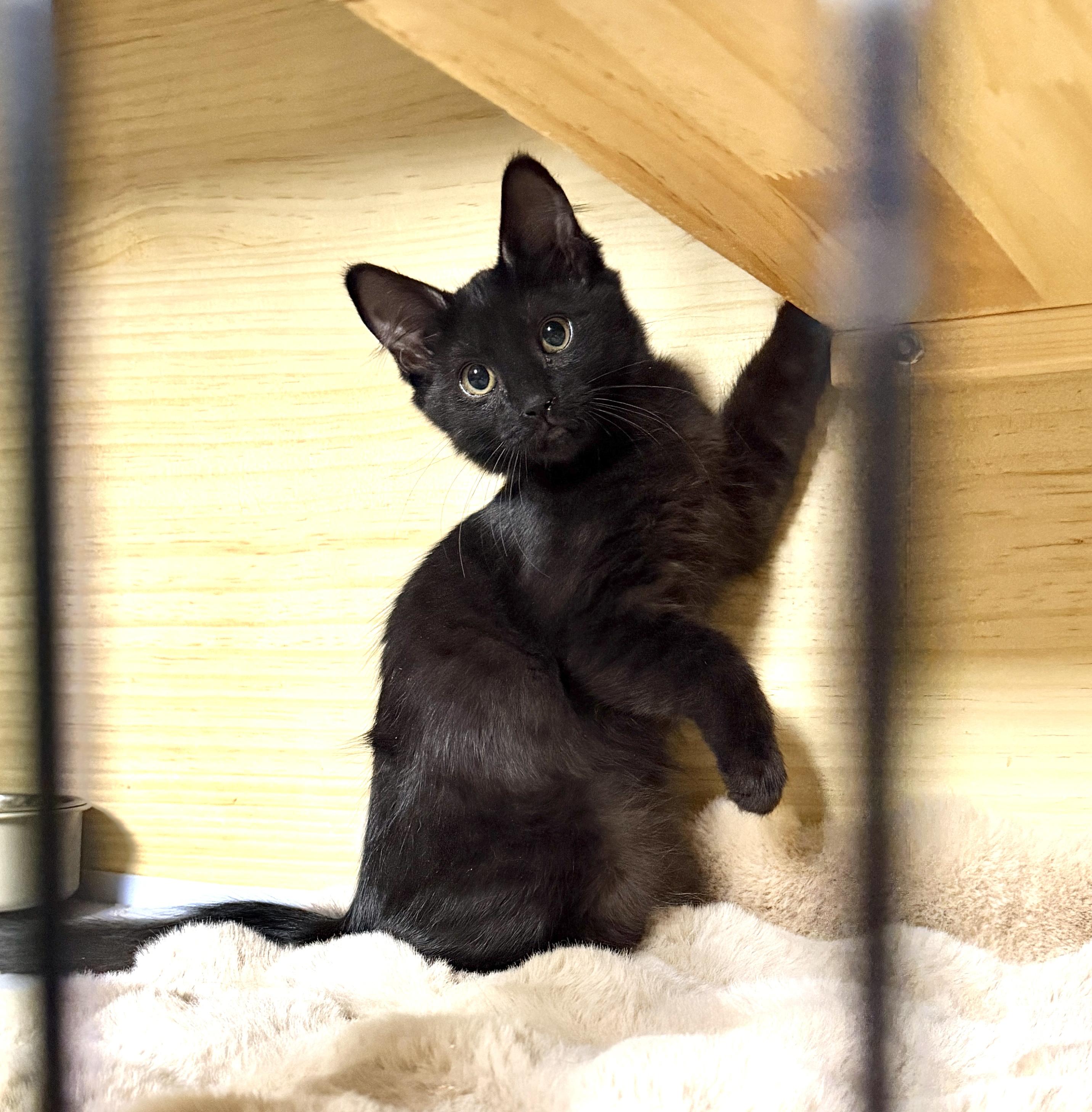 Enlarge Petra, a Adoptable Domestic Medium Hair in Orange, CA image 1/1