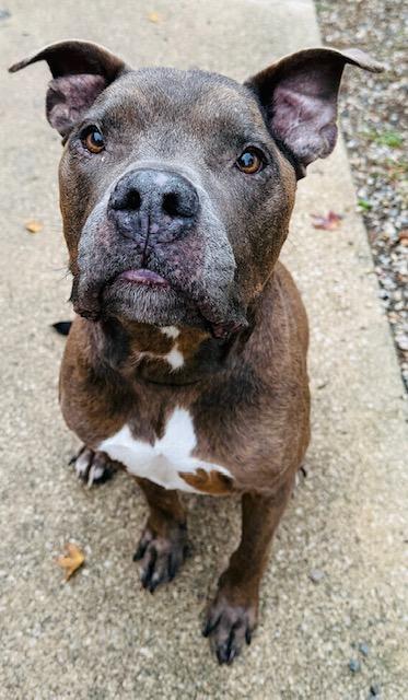 Blue, Adoptable, Senior Male Pit Bull Terrier.