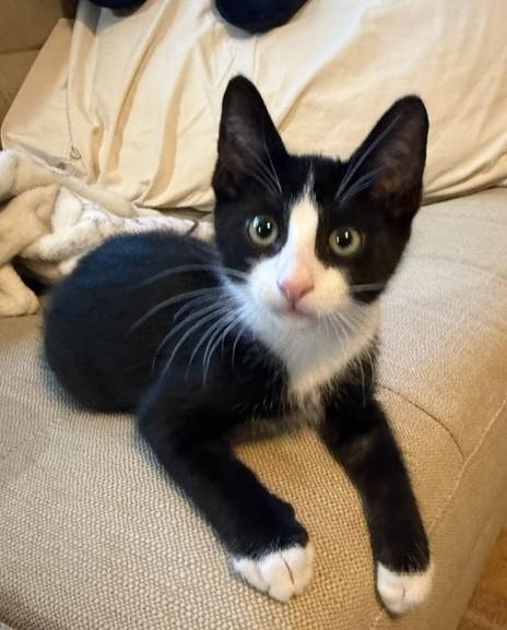 Enlarge Peter - KITTEN, a Adopted mixed breed in Harrison, NY image 4/5
