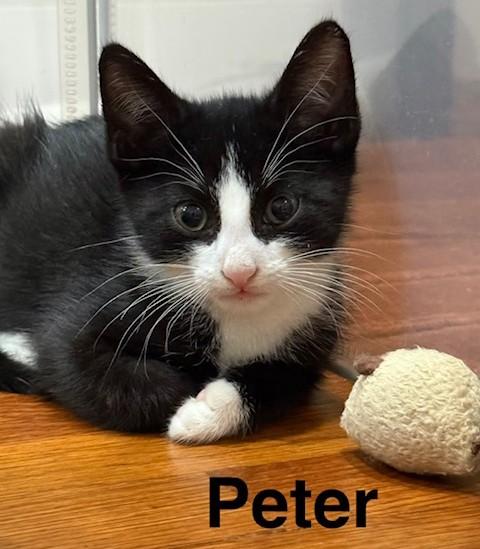 Enlarge Peter - KITTEN, a Adopted mixed breed in Harrison, NY image 2/5
