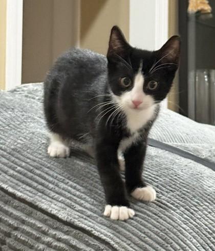 Enlarge Peter - KITTEN, a Adopted mixed breed in Harrison, NY image 5/5