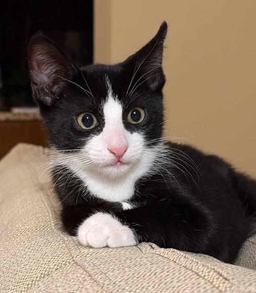 Enlarge Peter - KITTEN, a Adopted mixed breed in Harrison, NY image 1/5