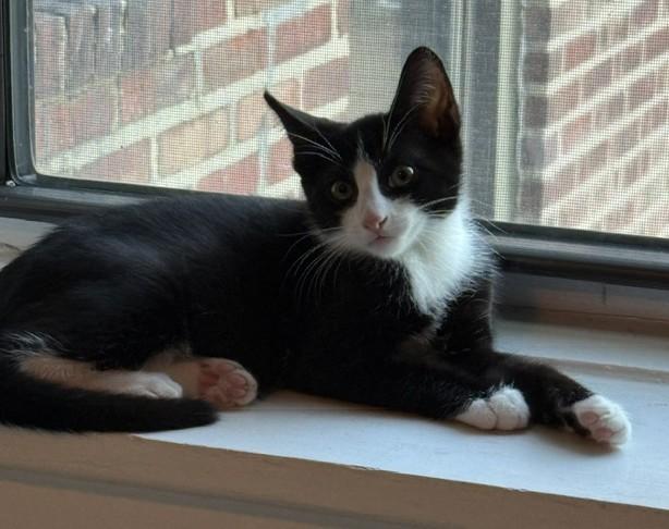 Enlarge Peter - KITTEN, a Adopted mixed breed in Harrison, NY image 3/5