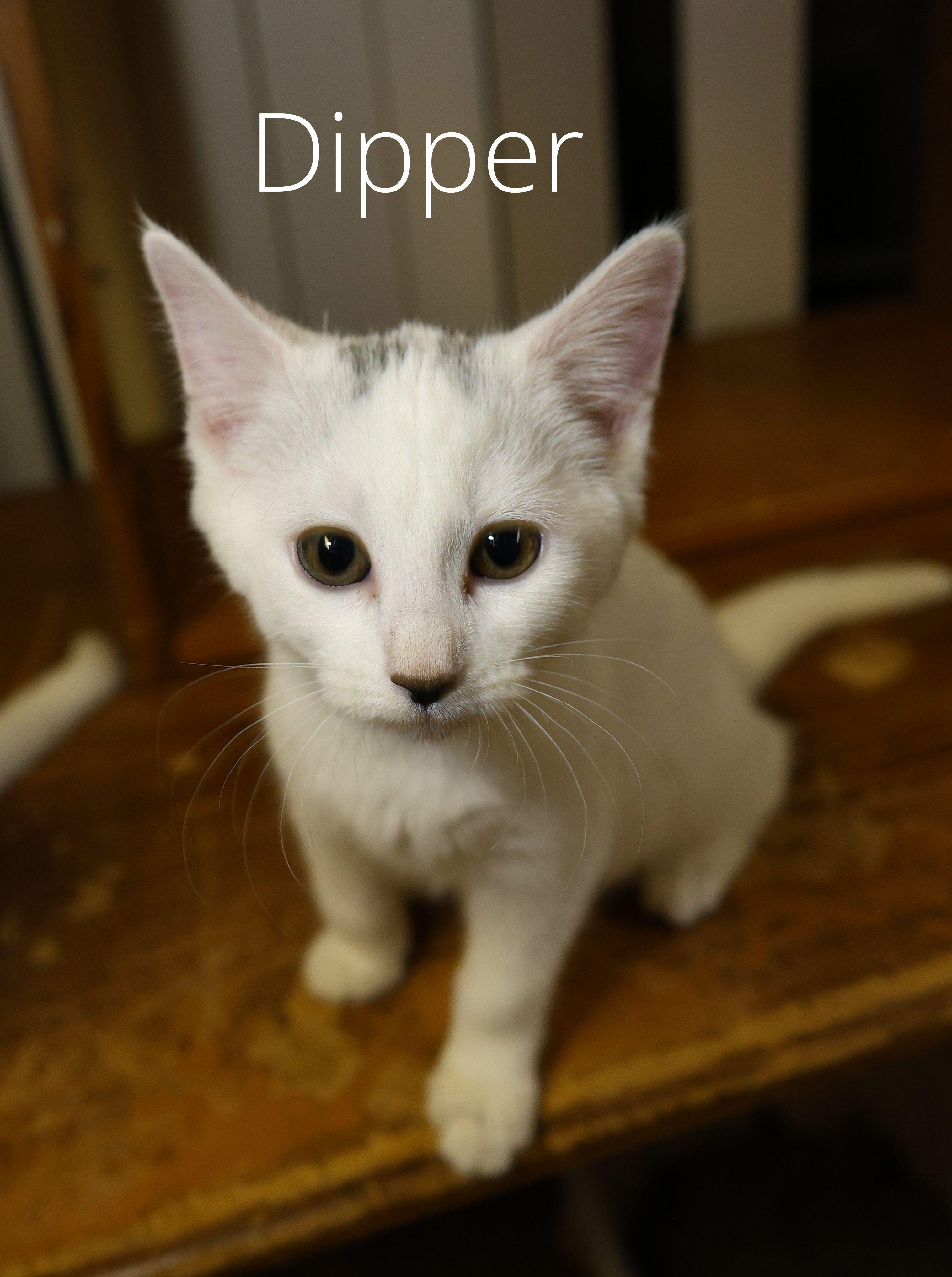 Dipper, Adoptable, Kitten Male Domestic Short Hair.