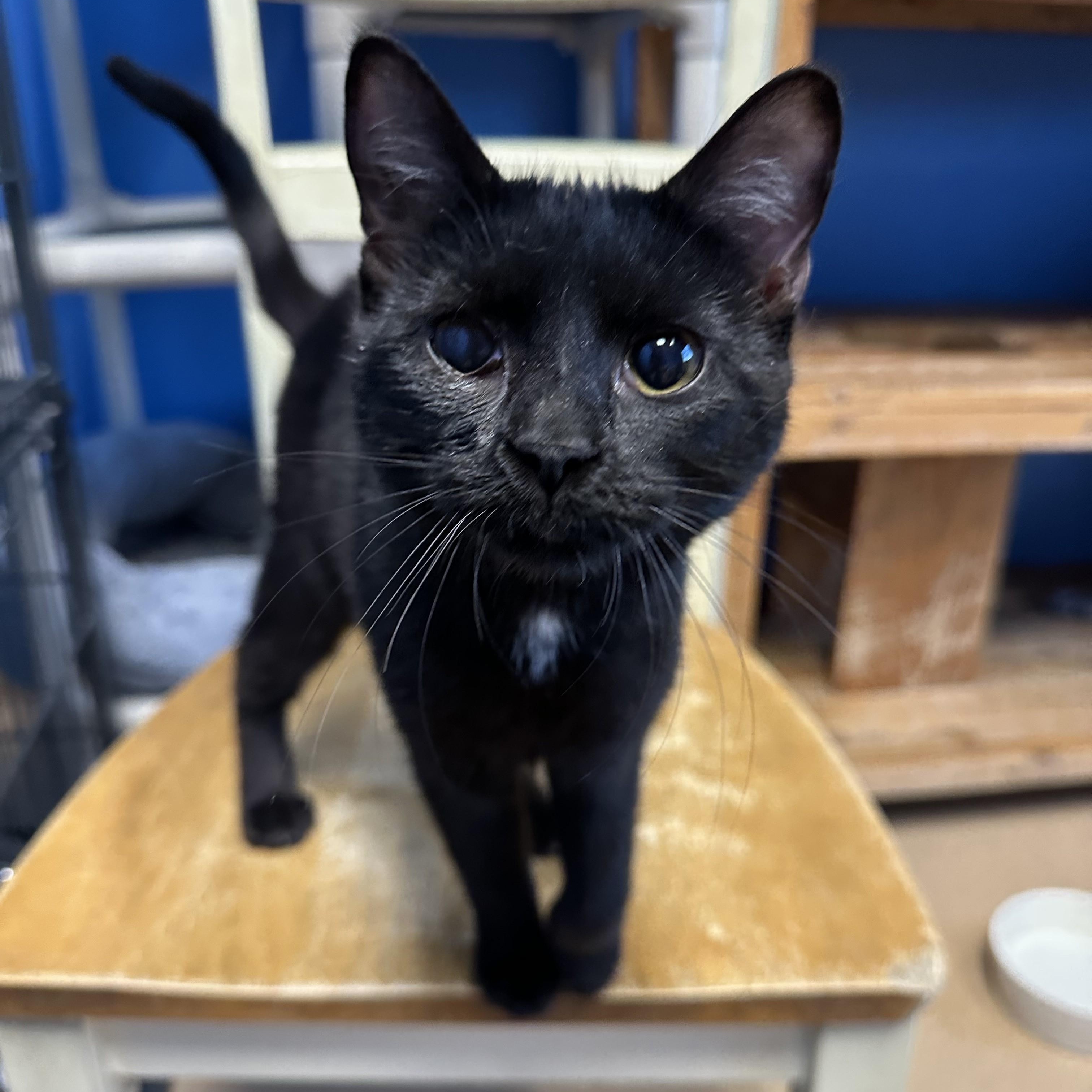 Enlarge BonBon, a Adoptable Domestic Short Hair in Brookings, SD image 1/3