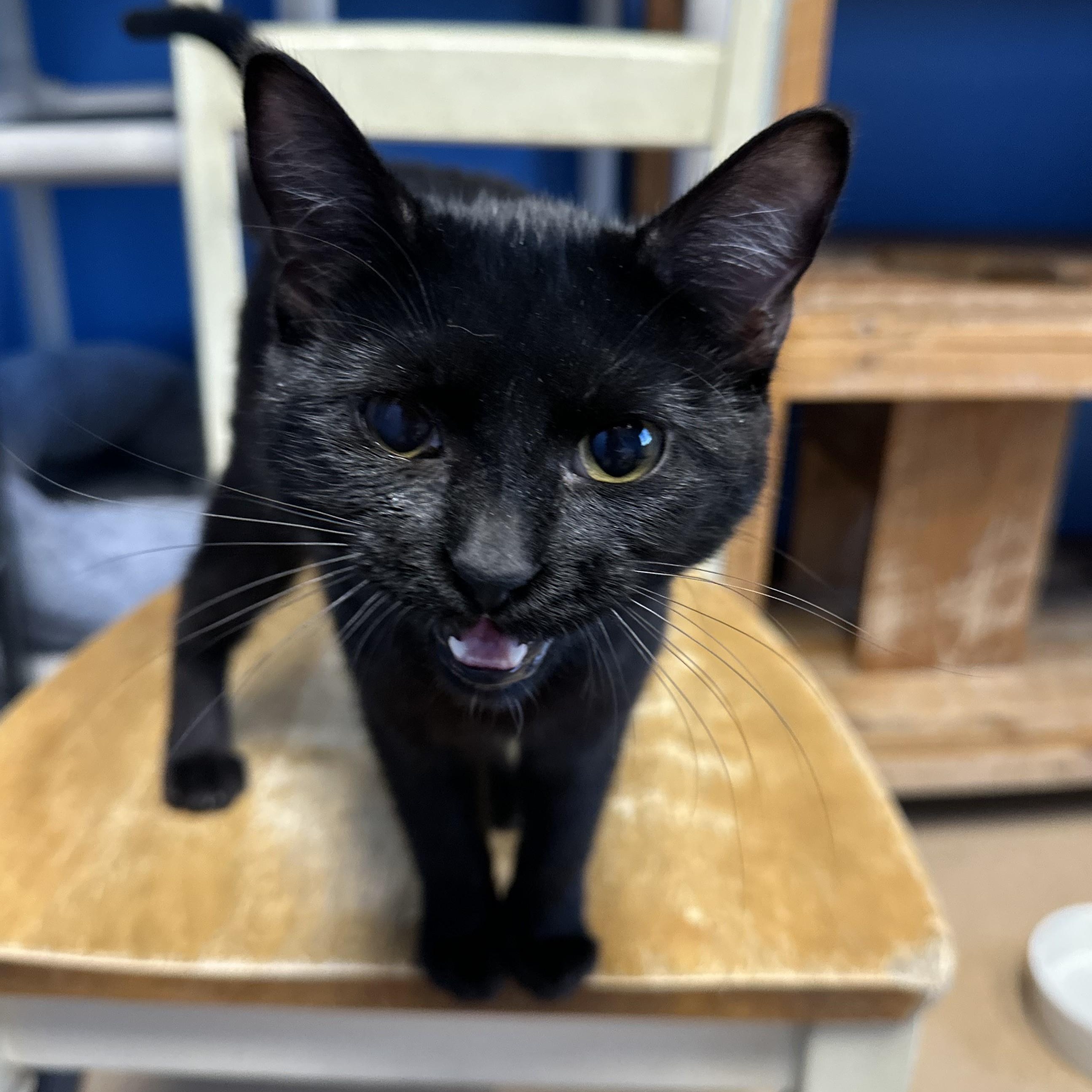 Enlarge BonBon, a Adoptable Domestic Short Hair in Brookings, SD image 3/3