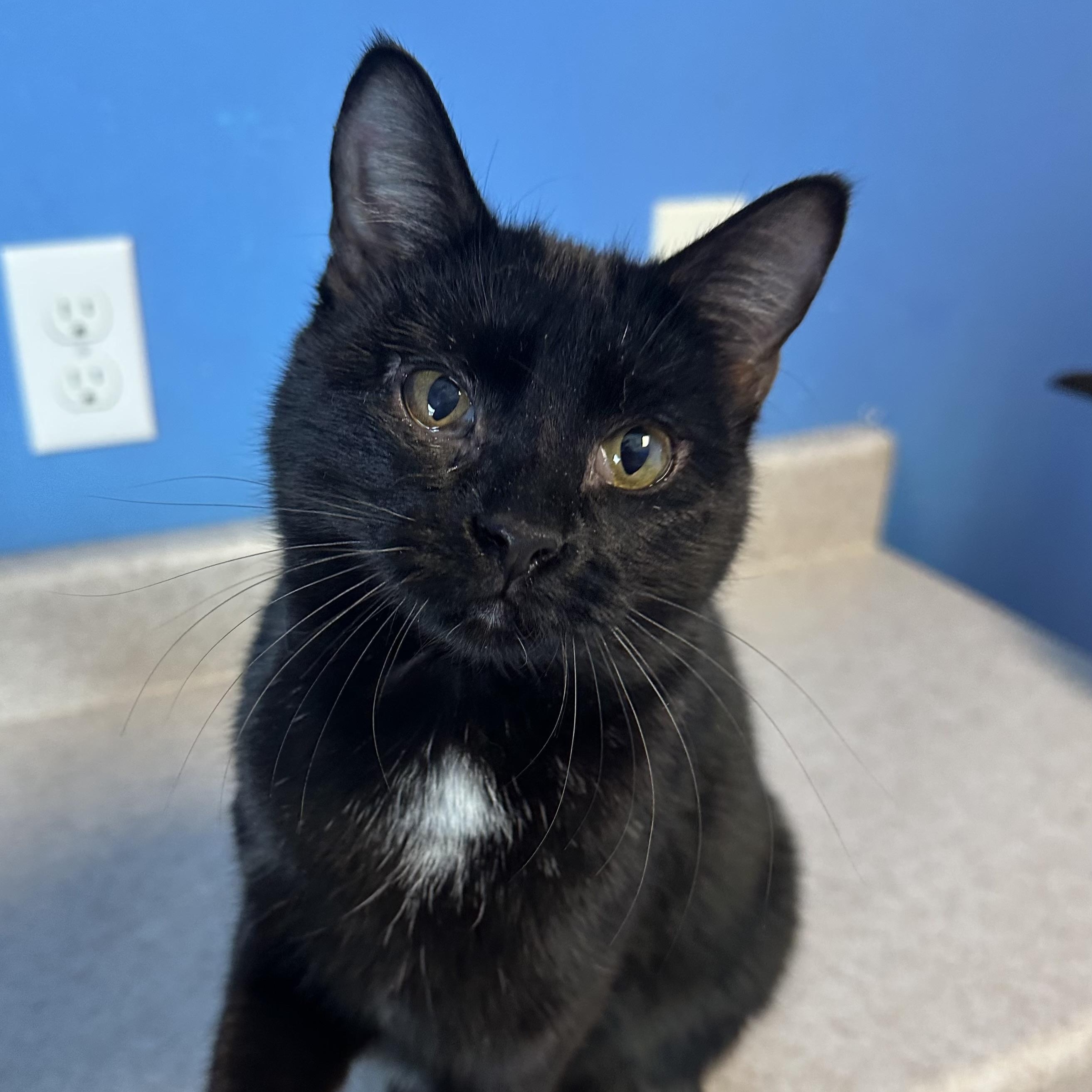 BonBon, Adoptable, Young Female Domestic Short Hair.