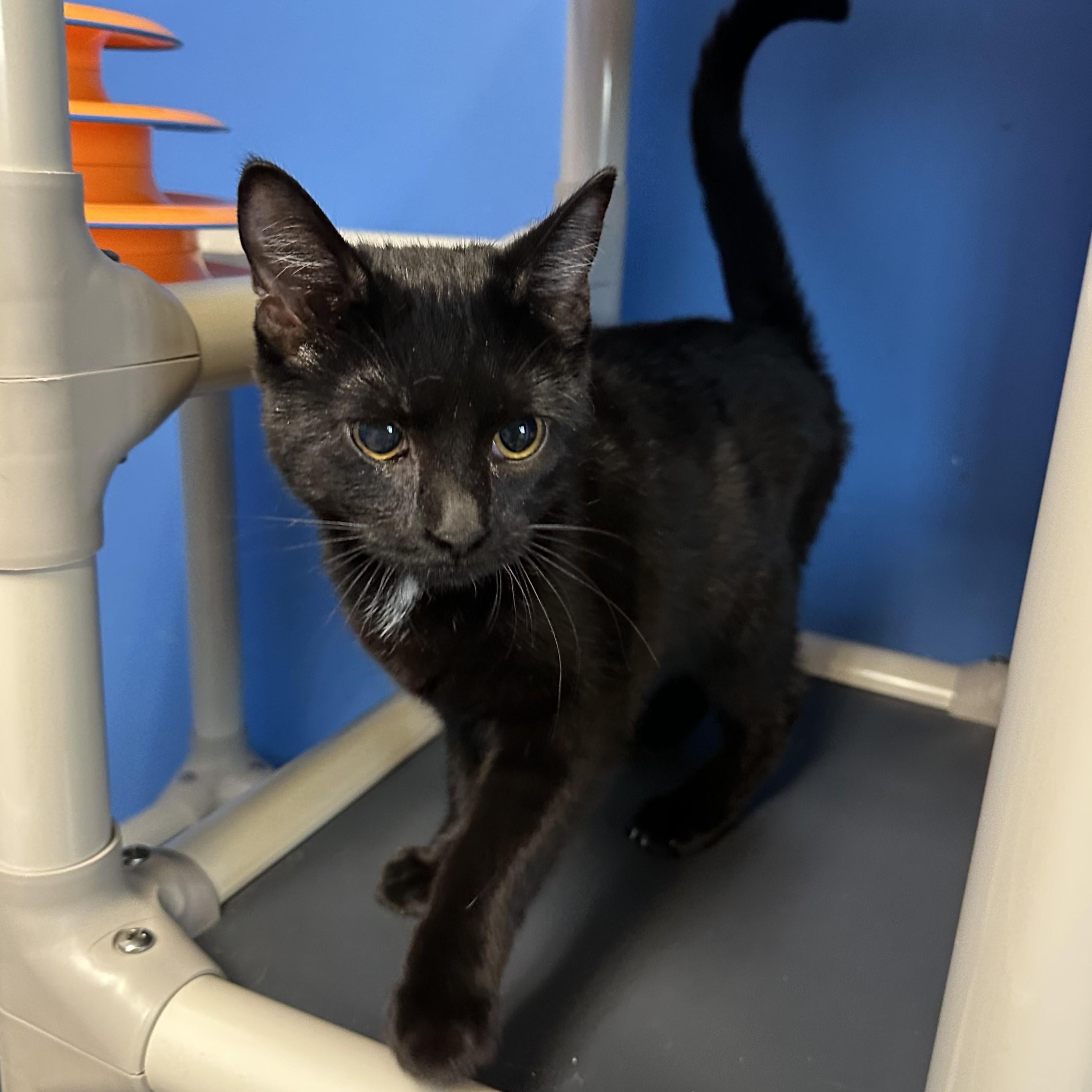 Enlarge BonBon, a Adoptable Domestic Short Hair in Brookings, SD image 2/3