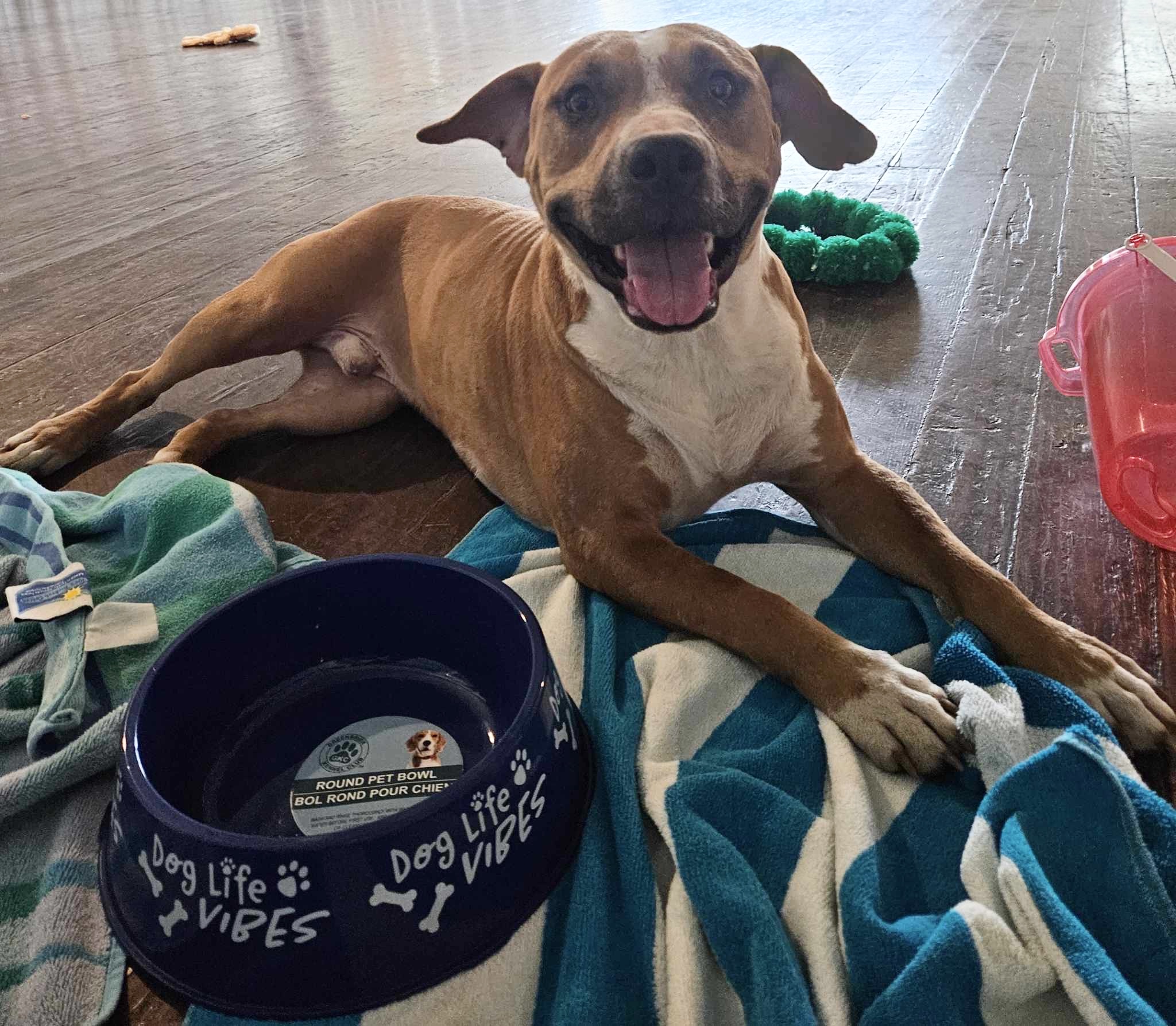 Enlarge Dozer, a Adoptable American Staffordshire Terrier in Philadelphia, PA image 1/5