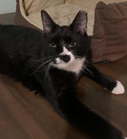 Dash, ADOPTABLE, Kitten Male Tuxedo.