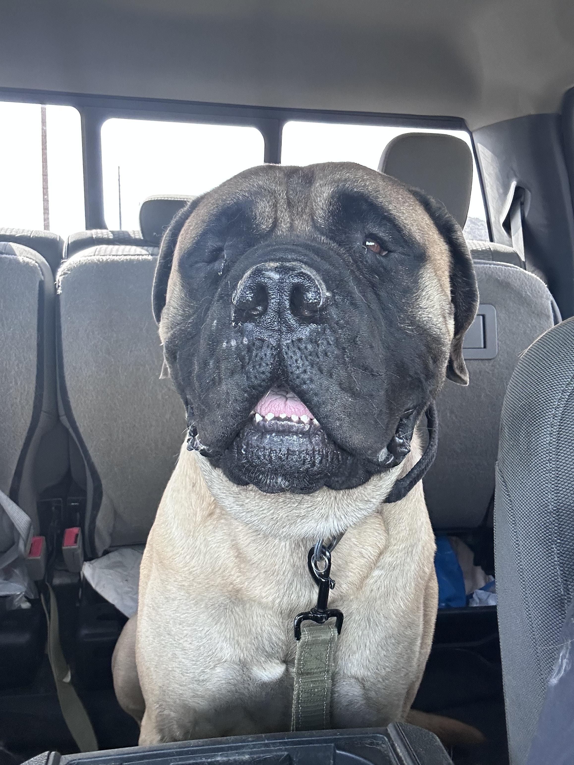 Odin, Adoptable, Adult Male Bullmastiff.