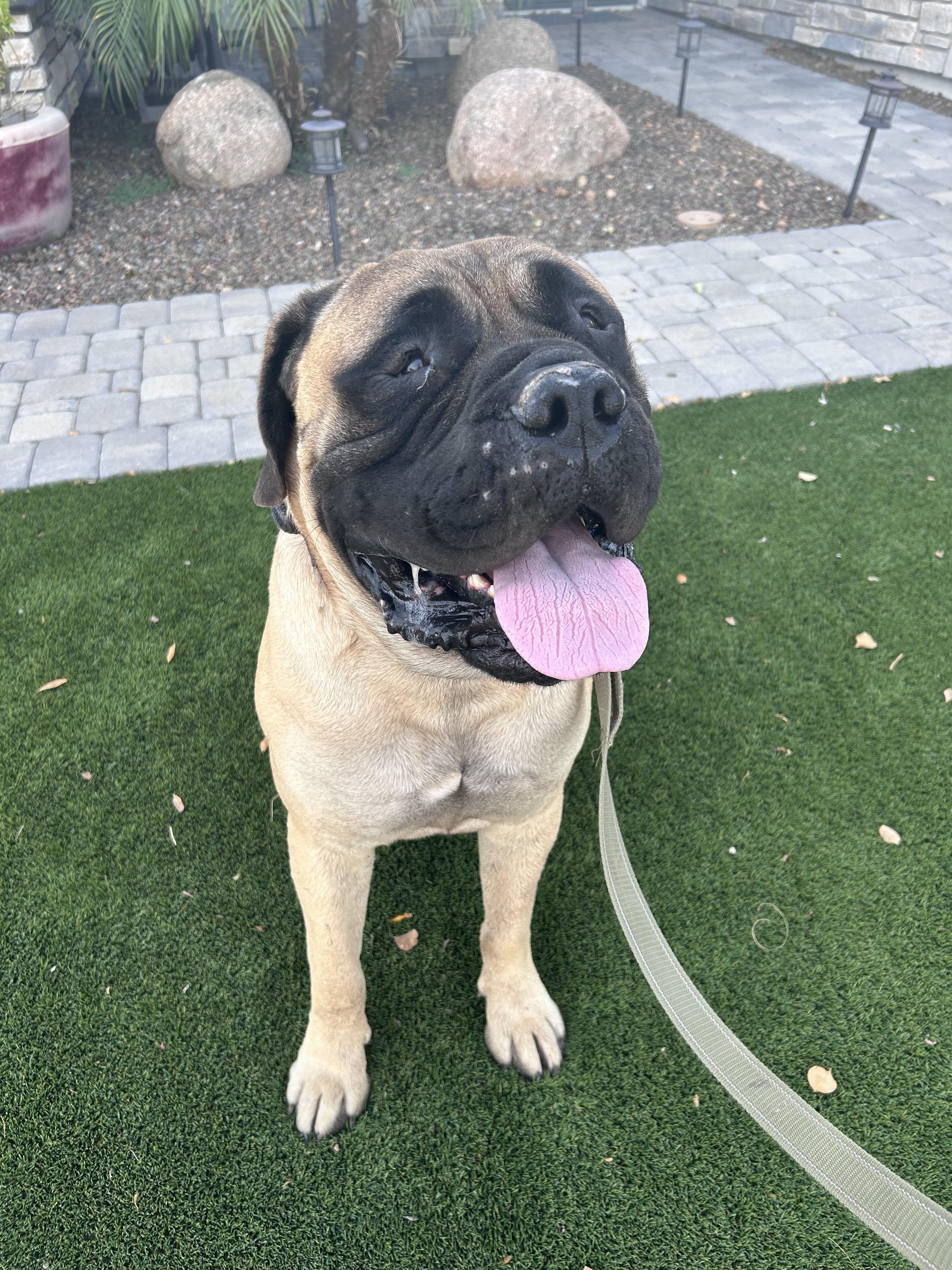 Enlarge Odin, a Adoptable Bullmastiff in Mesa, AZ image 2/2