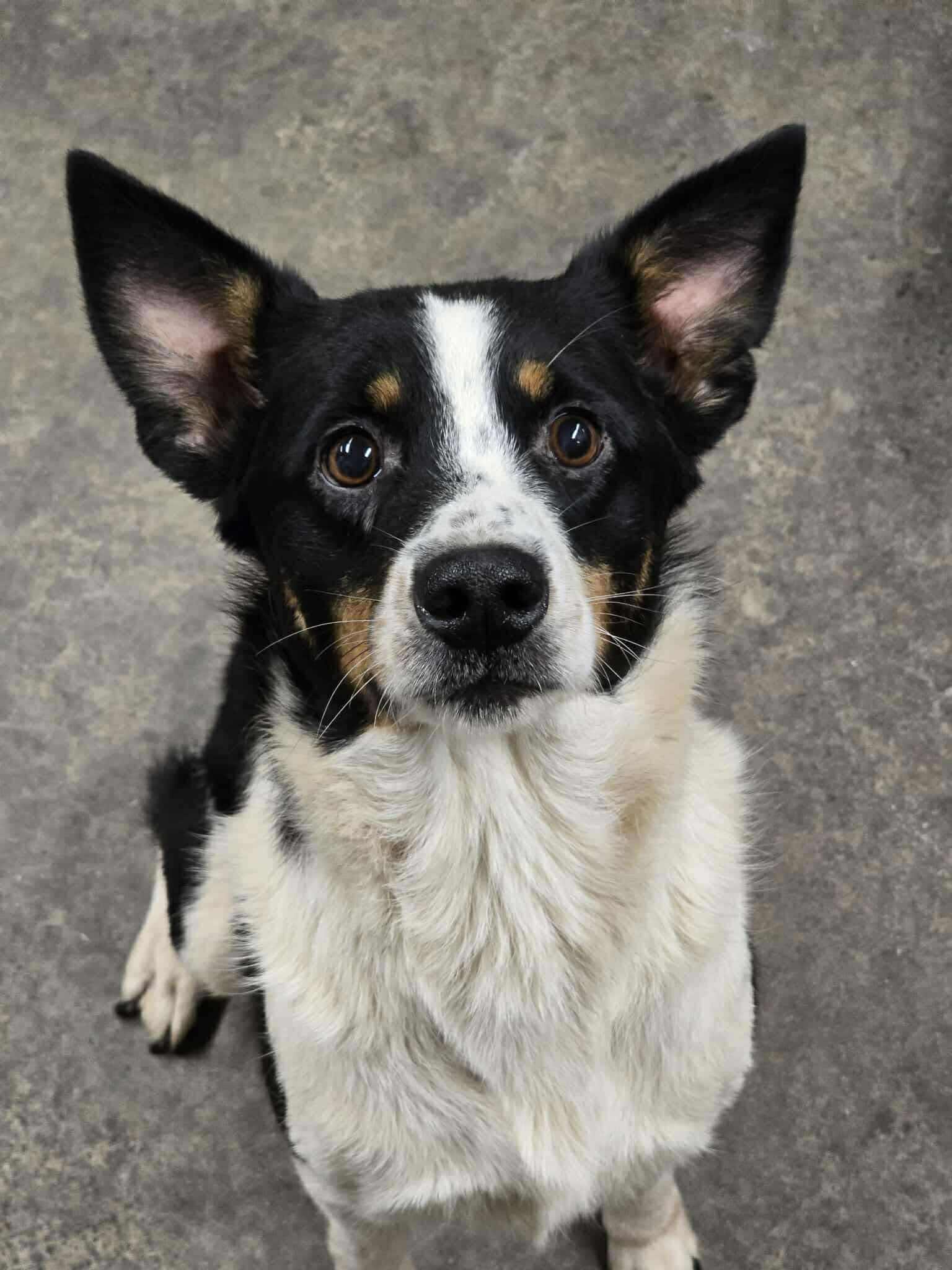 BEXLEY $425, Adoptable, Adult Female Border Collie.