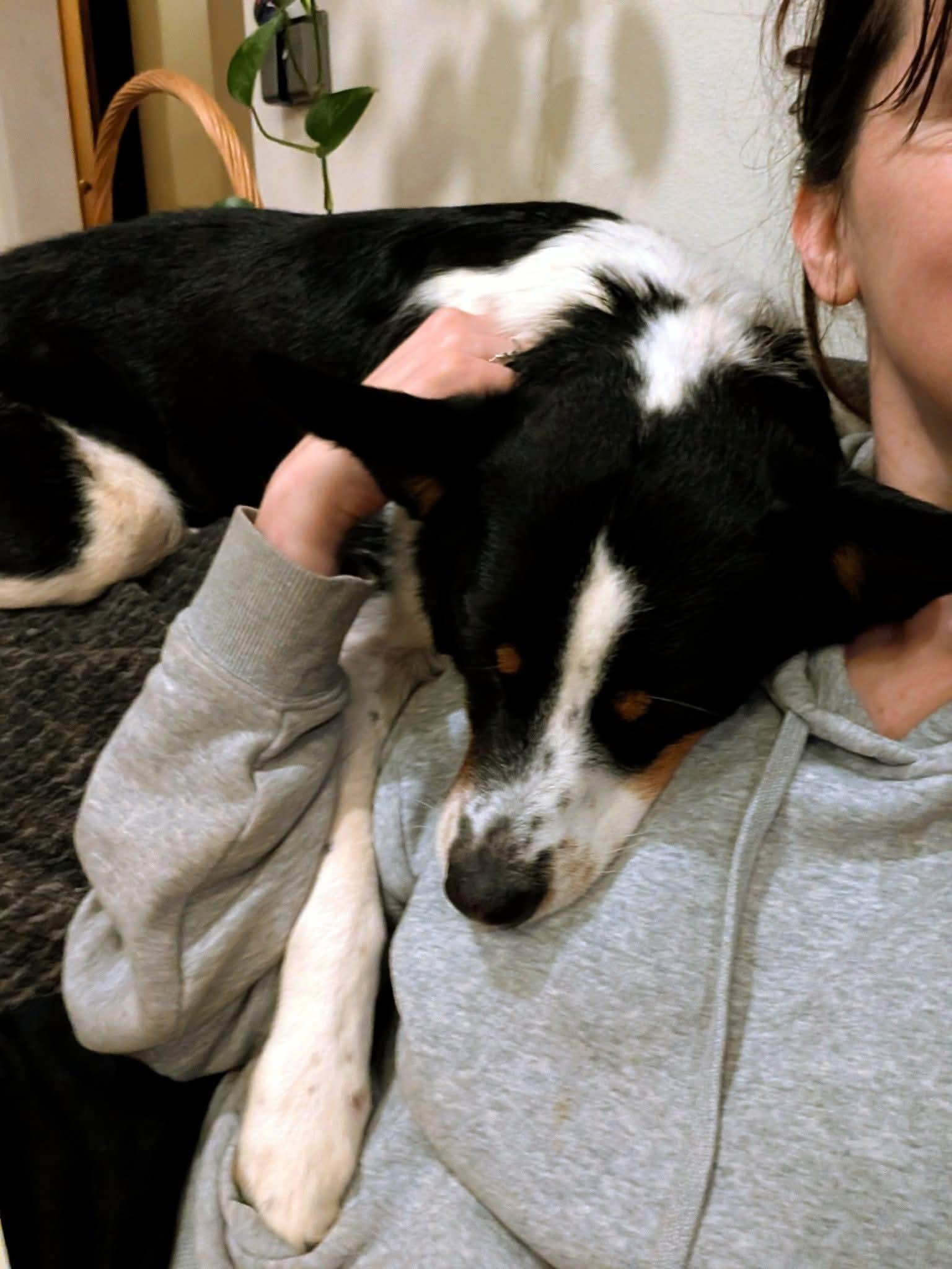 BEXLEY $425, a Adoptable mixed breed in Milwaukee, WI image 2/6