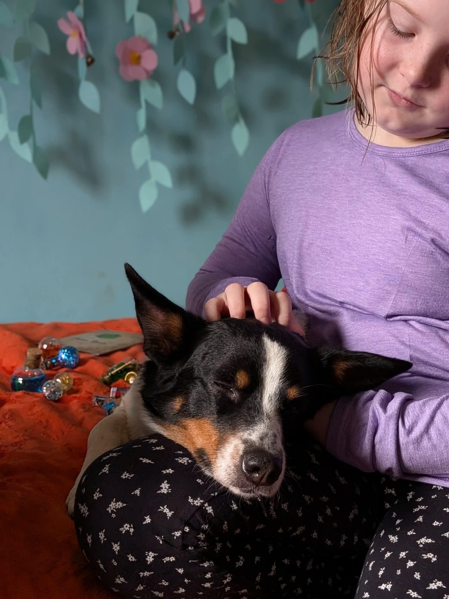 BEXLEY $425, a Adoptable mixed breed in Milwaukee, WI image 4/6