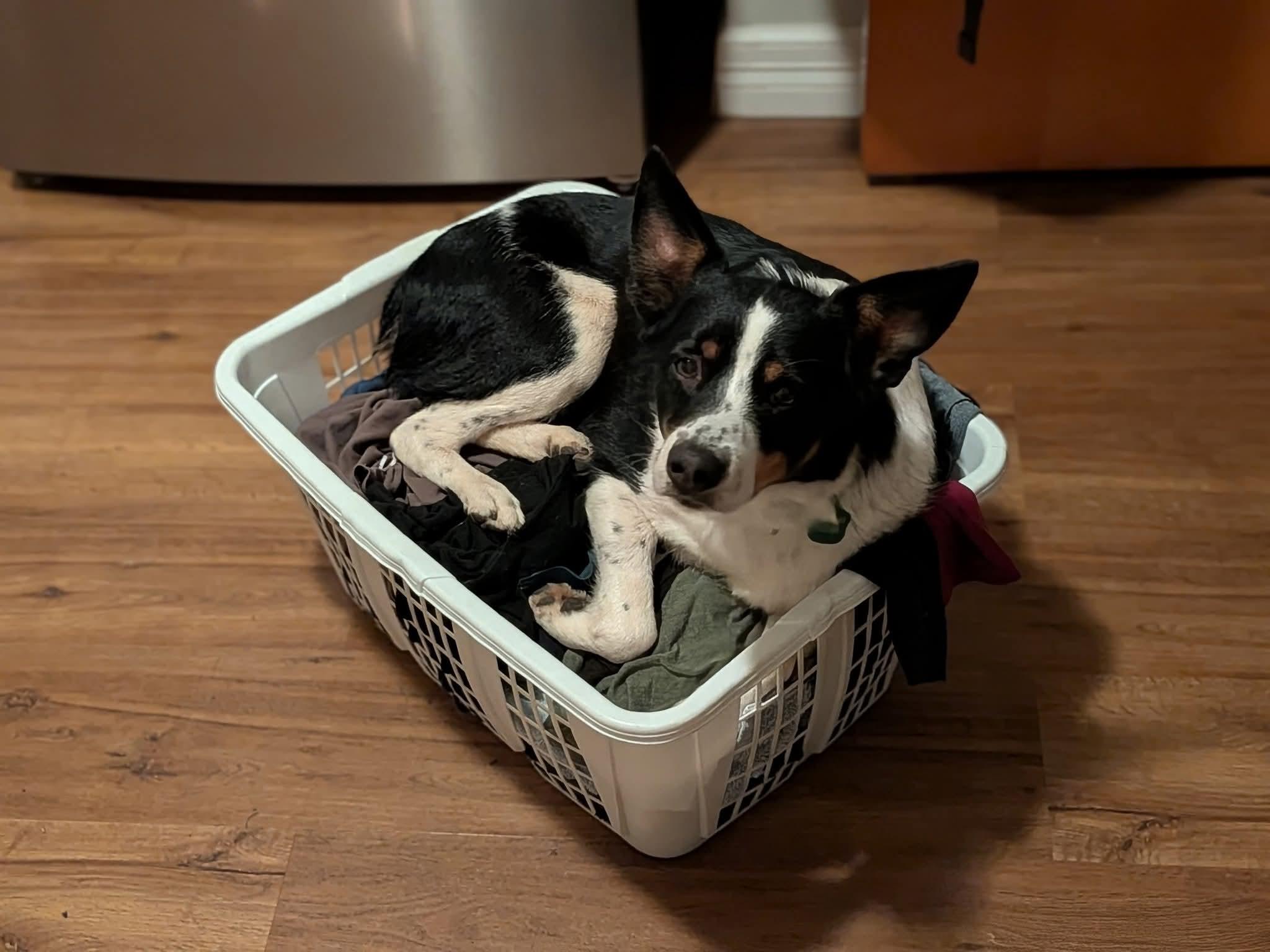 BEXLEY $425, a Adoptable mixed breed in Milwaukee, WI image 5/6