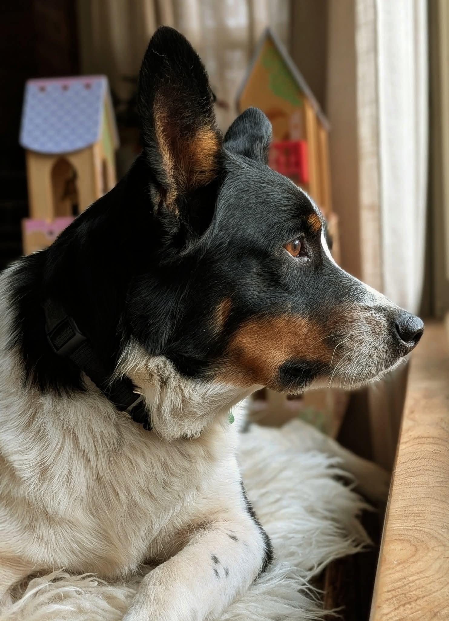 BEXLEY $425, a Adoptable mixed breed in Milwaukee, WI image 6/6